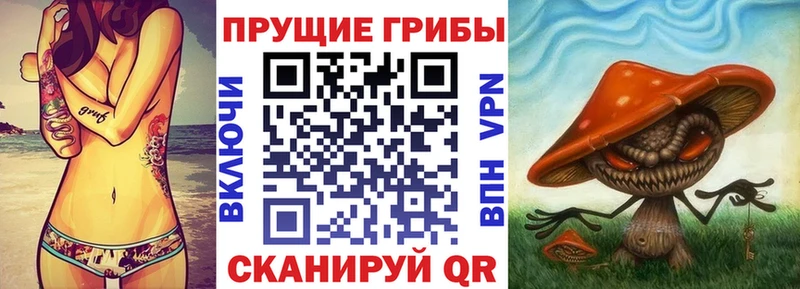 KRAKEN зеркало  Кинель  Галлюциногенные грибы GOLDEN TEACHER 